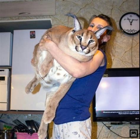 floppa|Floppa Frenzy: How a Cat Became a Viral Sensation .